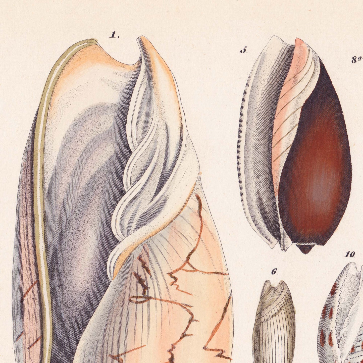 Close-up detail of a large pink-veined volute seashell with a spiralled aperture — from a vintage 19th-century conchology chart of ocean specimens.