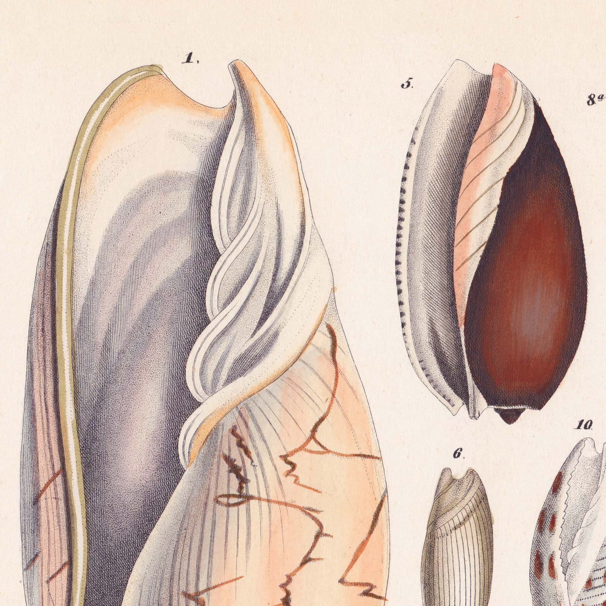 Close-up detail of a large pink-veined volute seashell with a spiralled aperture — from a vintage 19th-century conchology chart of ocean specimens.