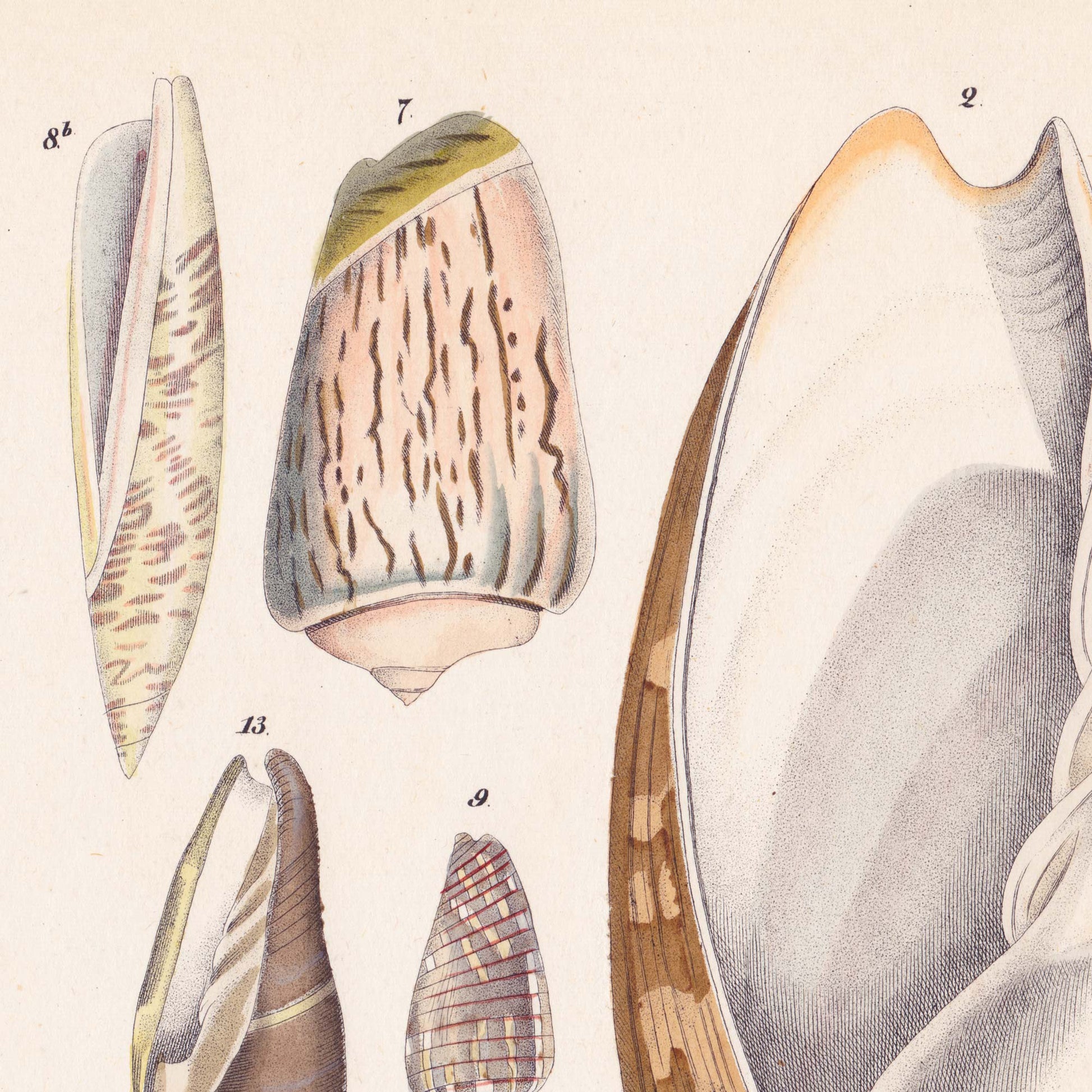 Close-up detail of banded cone seashells with cream and brown markings — from a vintage 19th-century conchology chart.