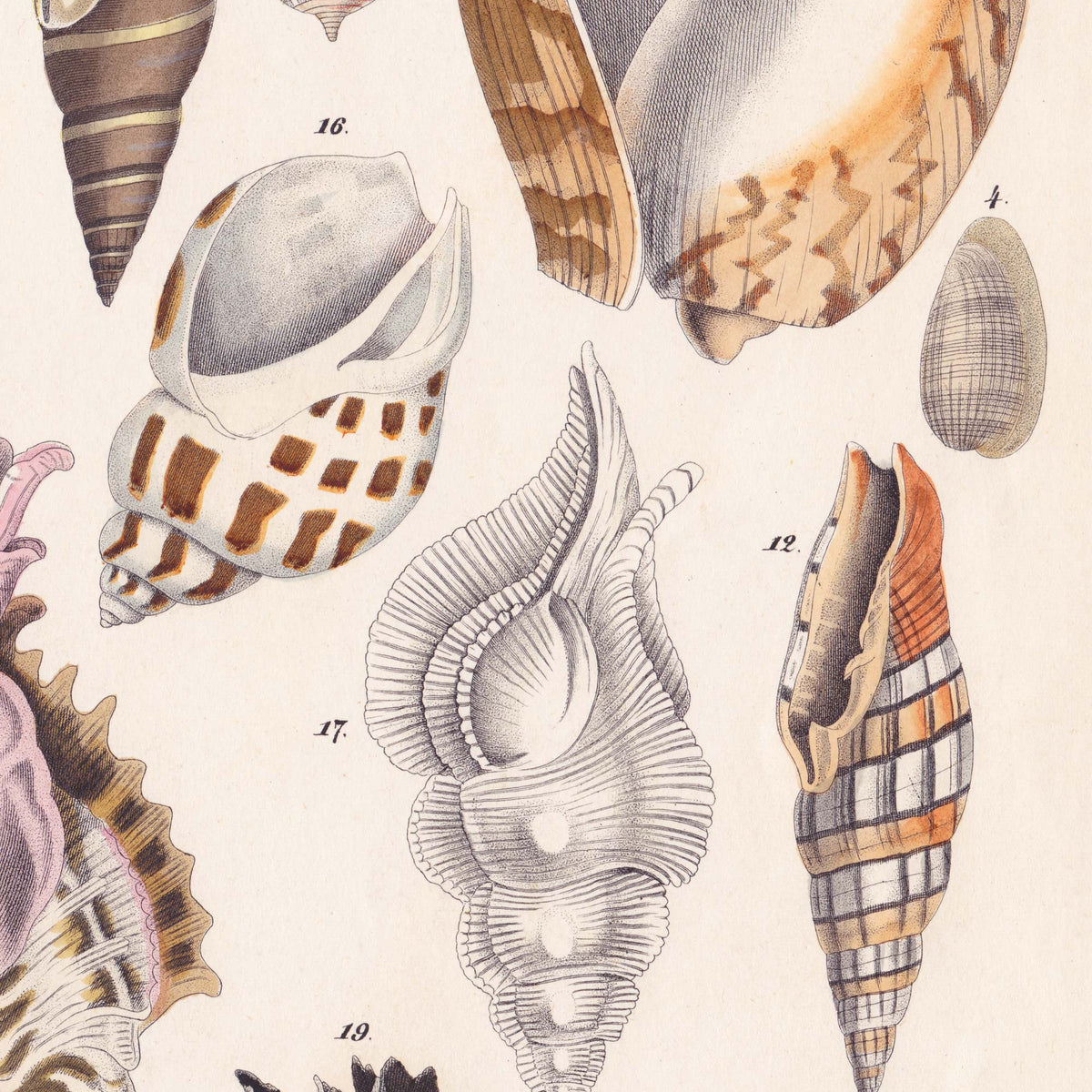 Close-up detail of a glossy orange cowrie shell against aged cream paper — from a vintage 19th-century conchology chart.