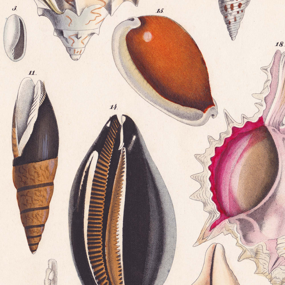 Close-up detail of a pink murex shell with delicate spines and a rose-hued interior — from a vintage 19th-century conchology chart of ocean specimens.