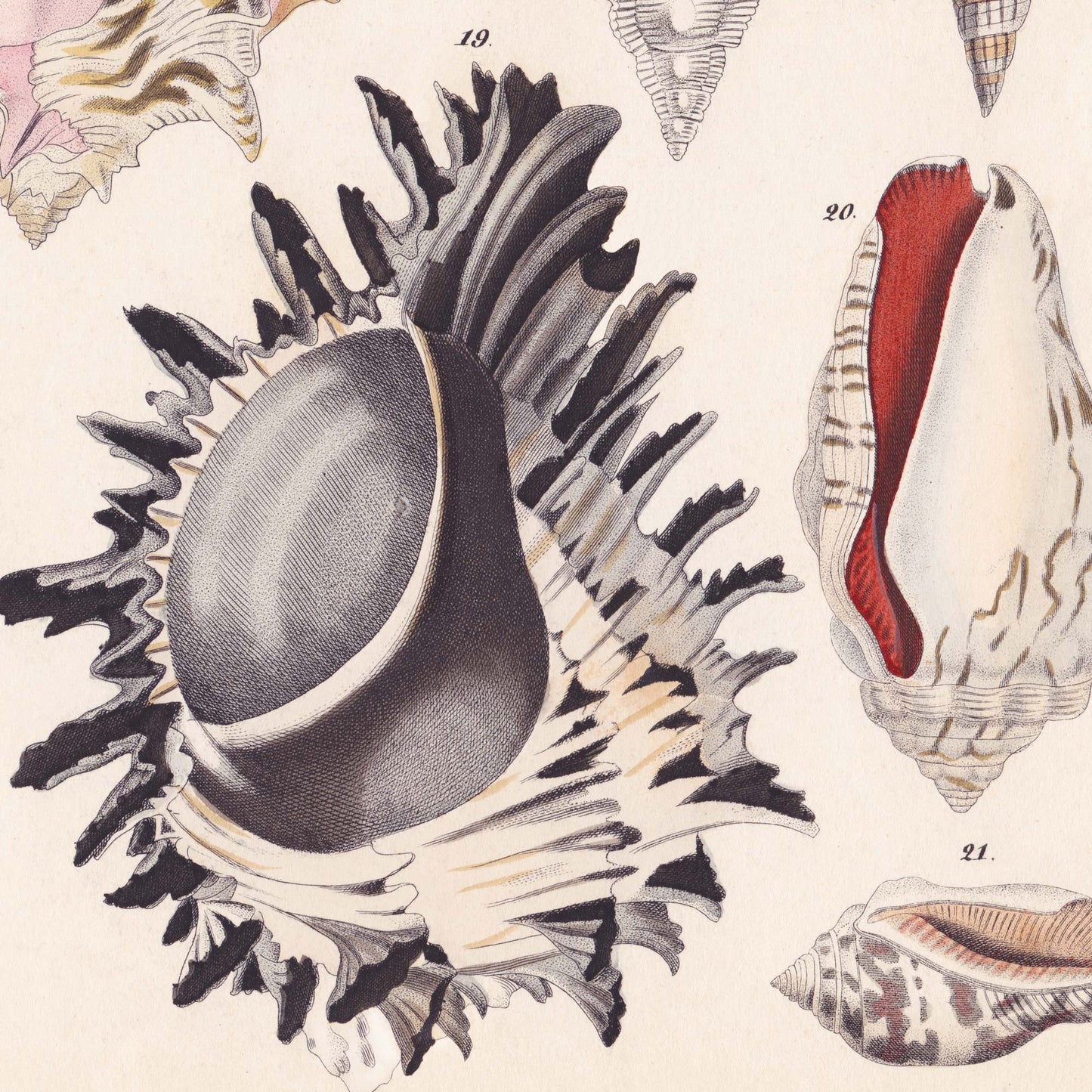 Close-up detail of a dramatic black-spined murex shell with a dark globe body — from a vintage 19th-century conchology chart.