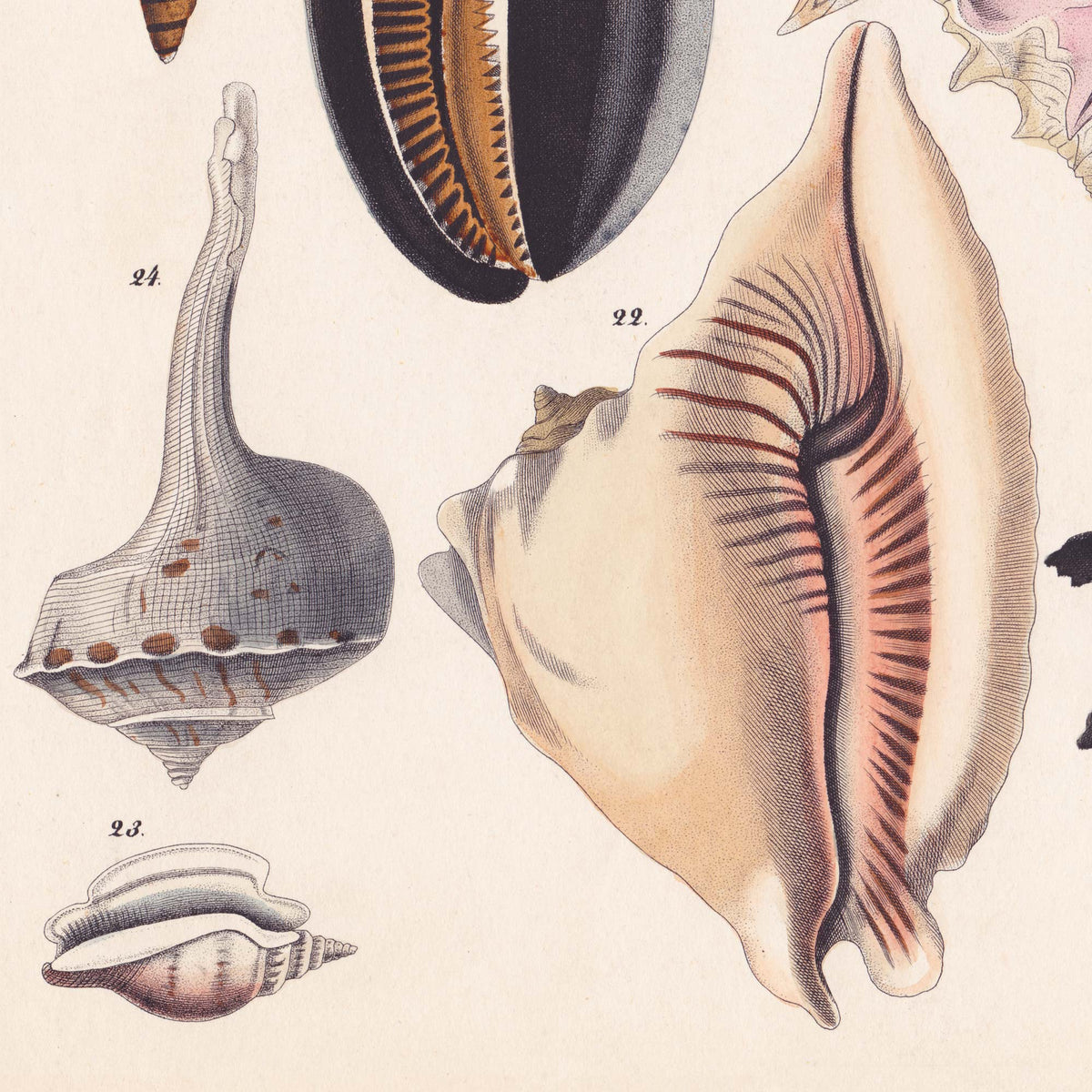 Close-up detail of numbered shell specimens with hand-lettered captions on aged cream paper — from a vintage 19th-century conchology chart.