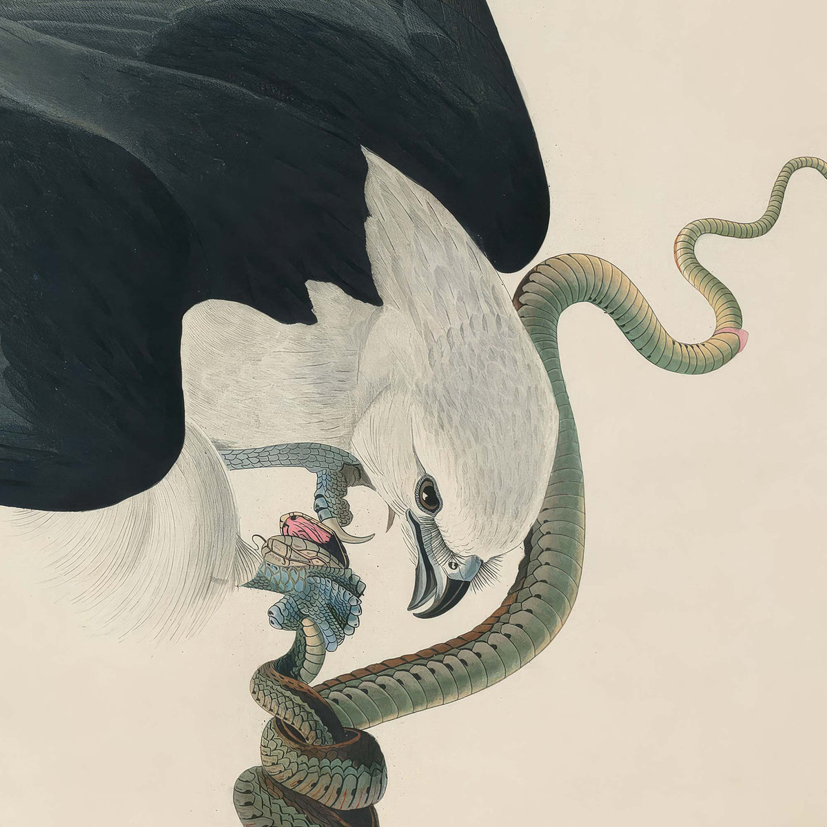 Detail of the hawk's white head and breast gripping a coiling green snake in its talons, the bird's sharp hooked beak and dark eye clearly visible.