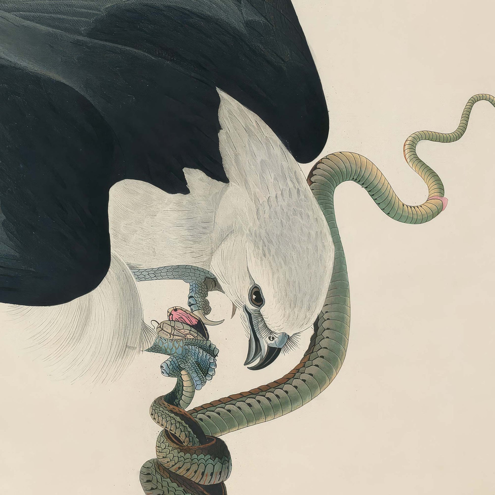 Detail of the hawk's white head and breast gripping a coiling green snake in its talons, the bird's sharp hooked beak and dark eye clearly visible.