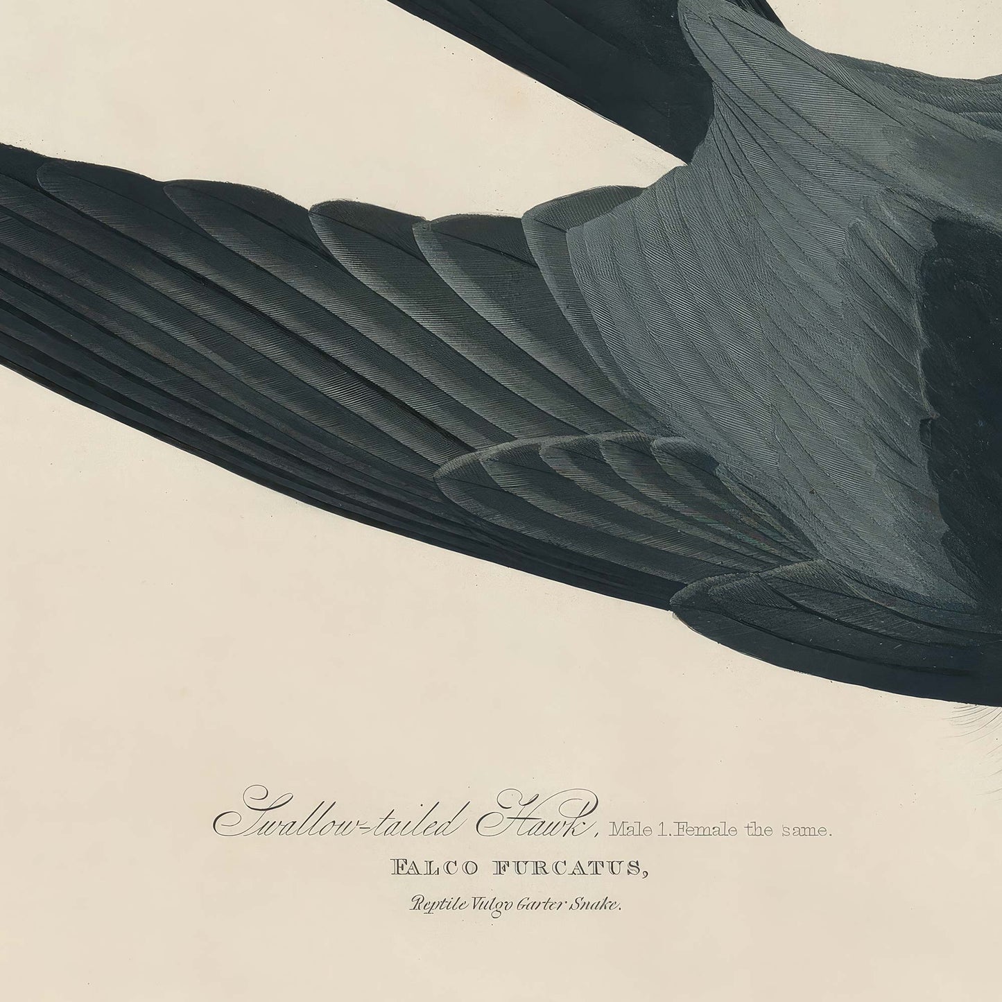 Detail of the dark blue-black wing and tail feathers with the plate inscription reading Swallow-tailed Hawk, Falco Furcatus.