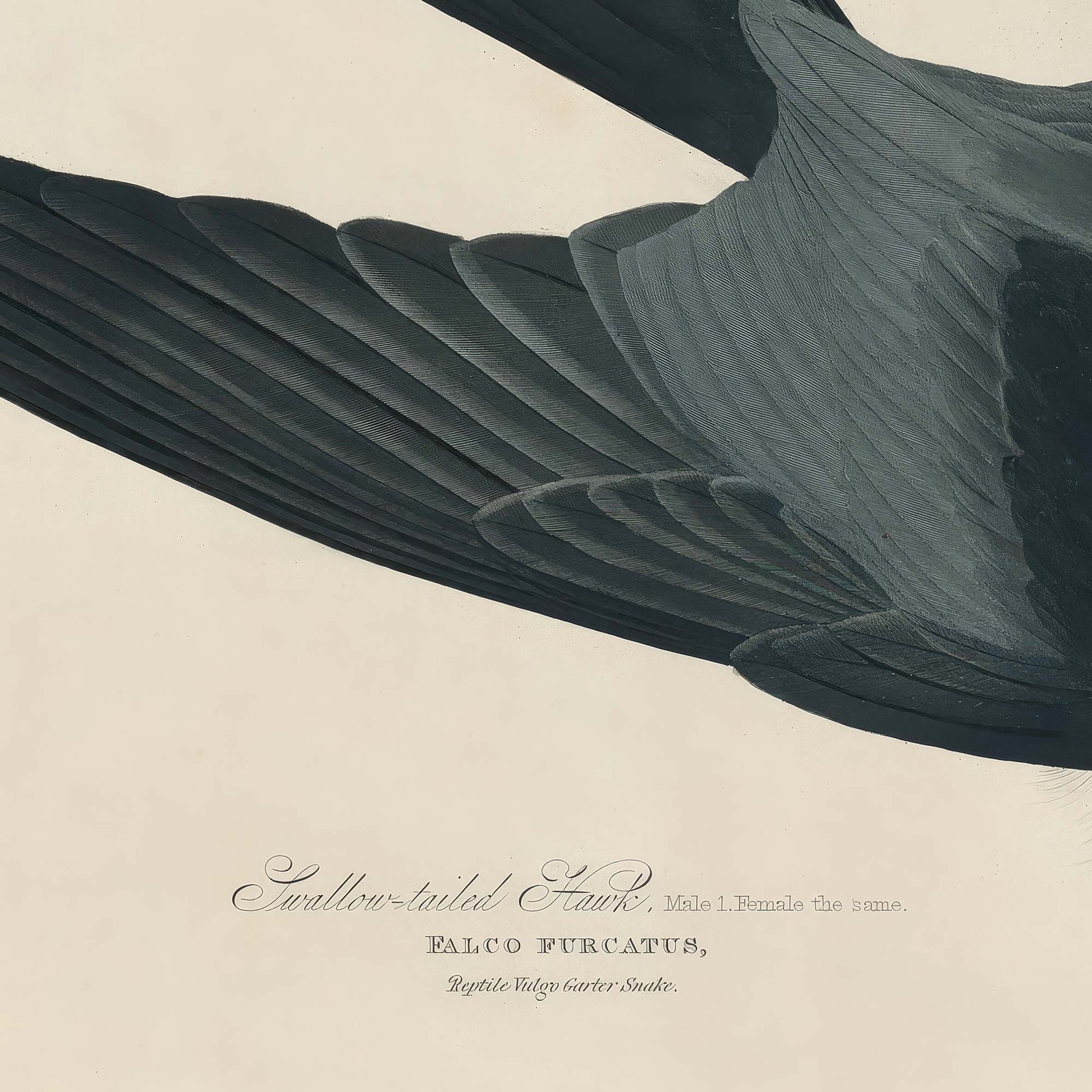 Detail of the dark blue-black wing and tail feathers with the plate inscription reading Swallow-tailed Hawk, Falco Furcatus.