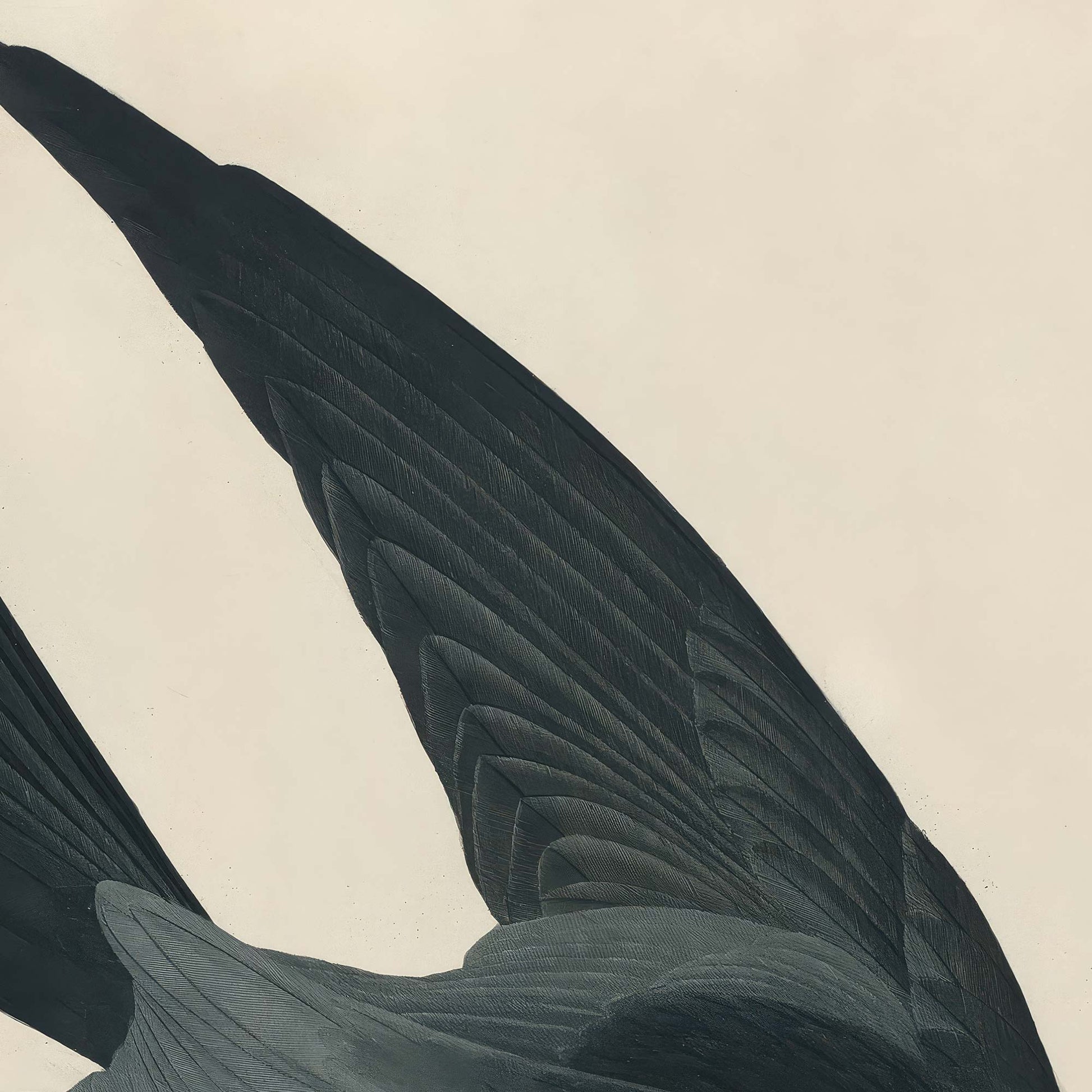 Detail of the outstretched dark wing showing layered flight feathers in deep blue-black and grey tones against the pale sky.