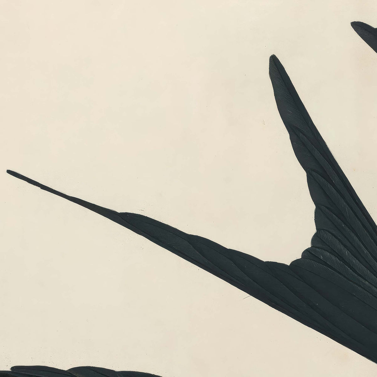 Detail of the deeply forked tail feathers and wing tips in dark blue-black, showing the distinctive scissor-like silhouette against a cream background.