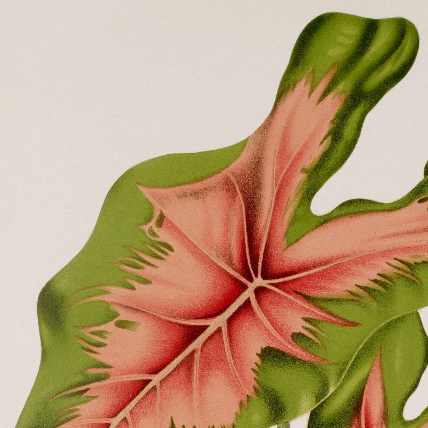 Detail of tropical pink leaf botanical illustration — single heart-shaped Caladium bicolor leaf with vivid coral-pink center radiating pale veins and deep green wavy margin