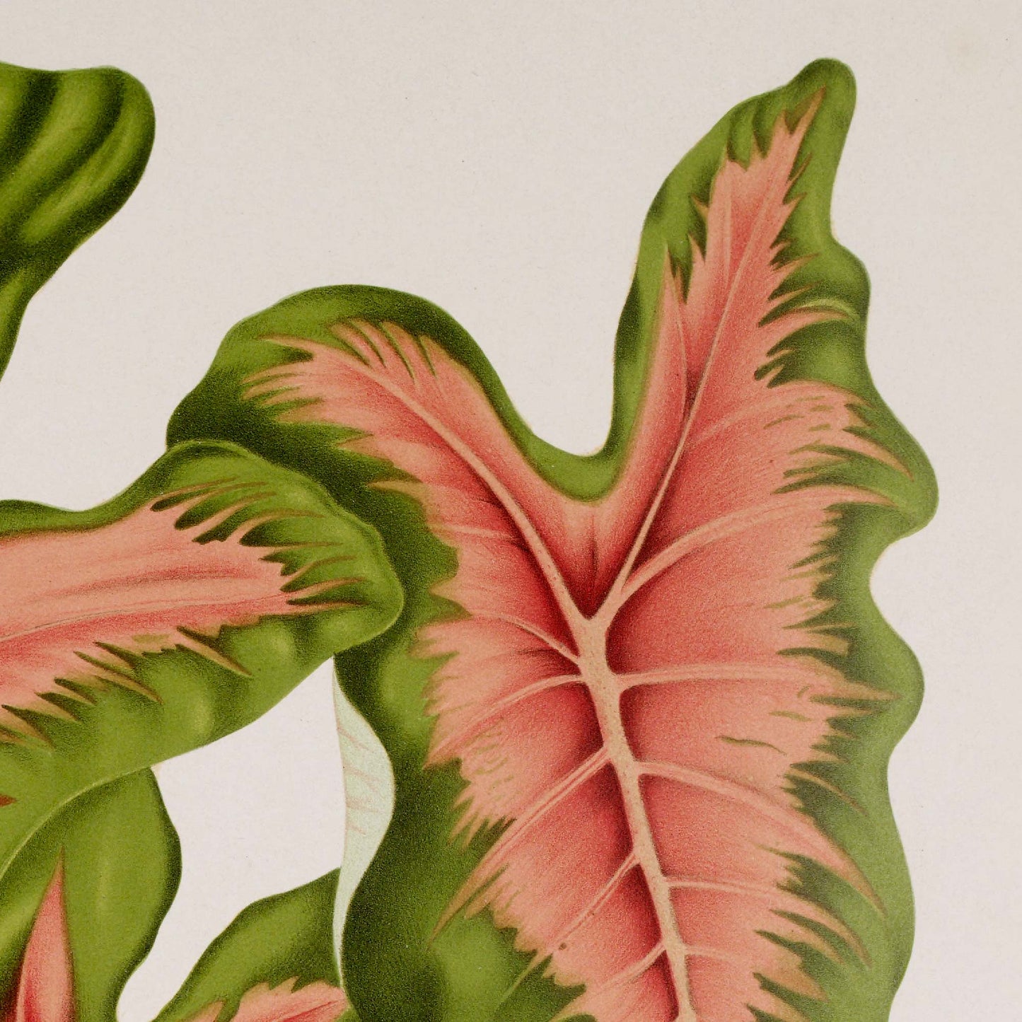 Detail of tropical pink leaf botanical illustration — upright Caladium bicolor leaf with broad pink center feathering into green edges and prominent pale midrib