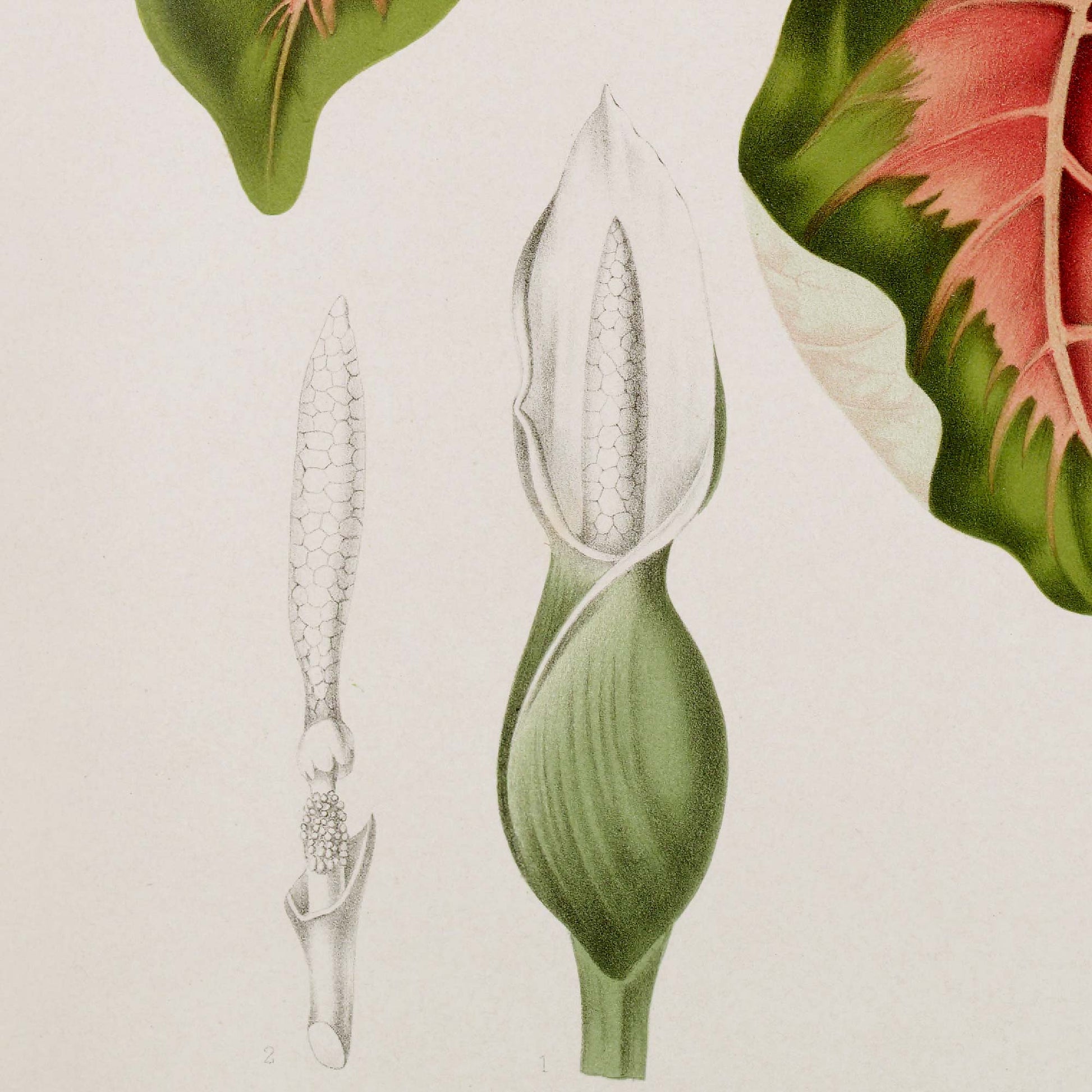 Detail of tropical pink leaf botanical illustration — Caladium bicolor spadix and spathe study with green bulbous base, white hood, and exposed flower spike beside a dissected spadix drawing