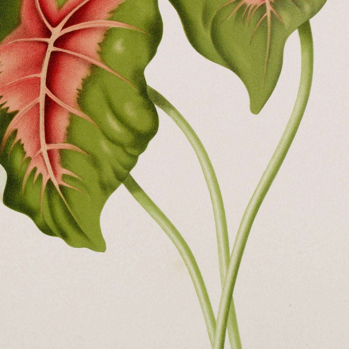 Detail of tropical pink leaf botanical illustration — slender green stems curving upward with pink-tipped leaf undersides and wavy green margins against a cream background