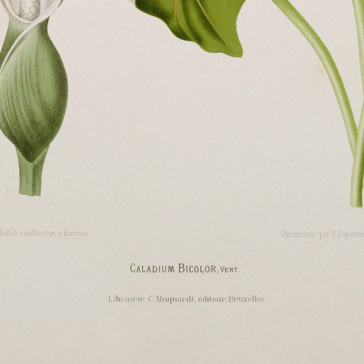 Detail of tropical pink leaf botanical illustration — printed caption reading Caladium Bicolor, Vent. with artist credit Hoola van Nooten à Batavia and publisher Librairie C. Muquardt, Bruxelles