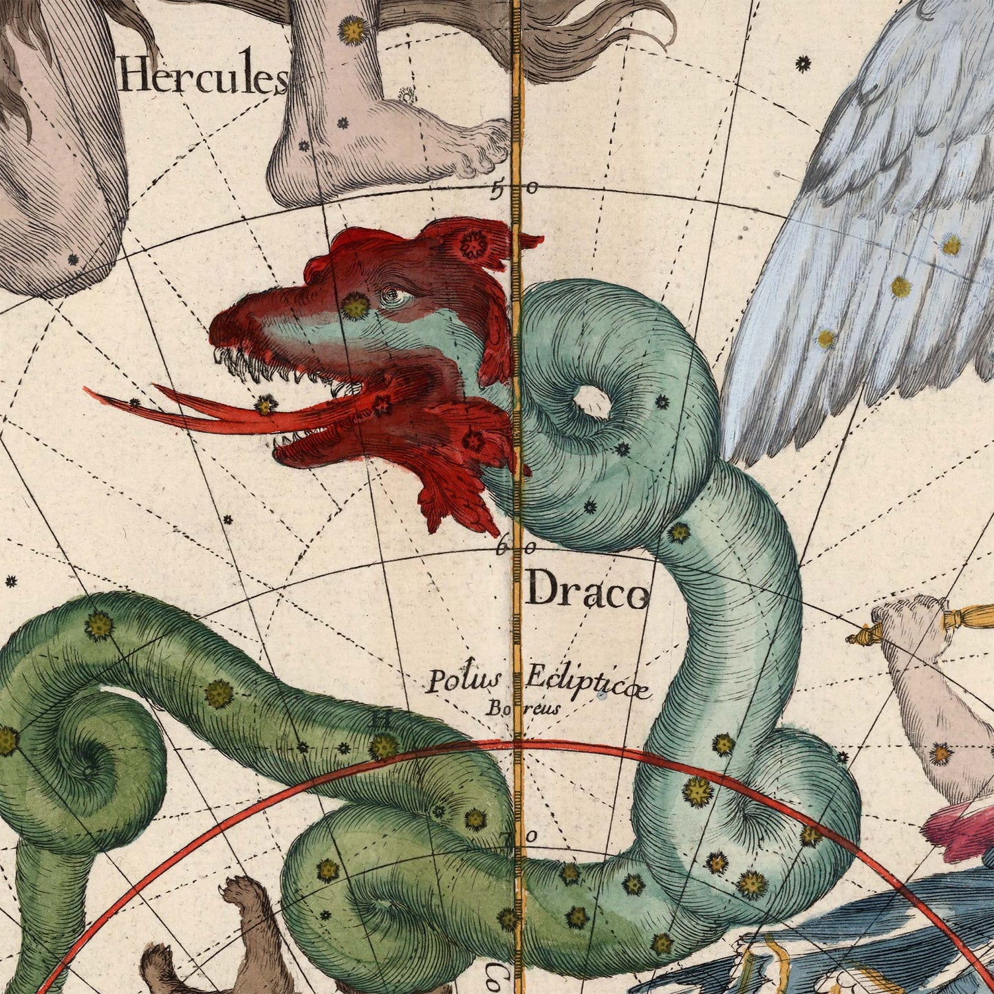 High-resolution digital close-up of the antique northern star chart, featuring the dramatic, coiled Draco dragon constellation with a fierce red head and green body.