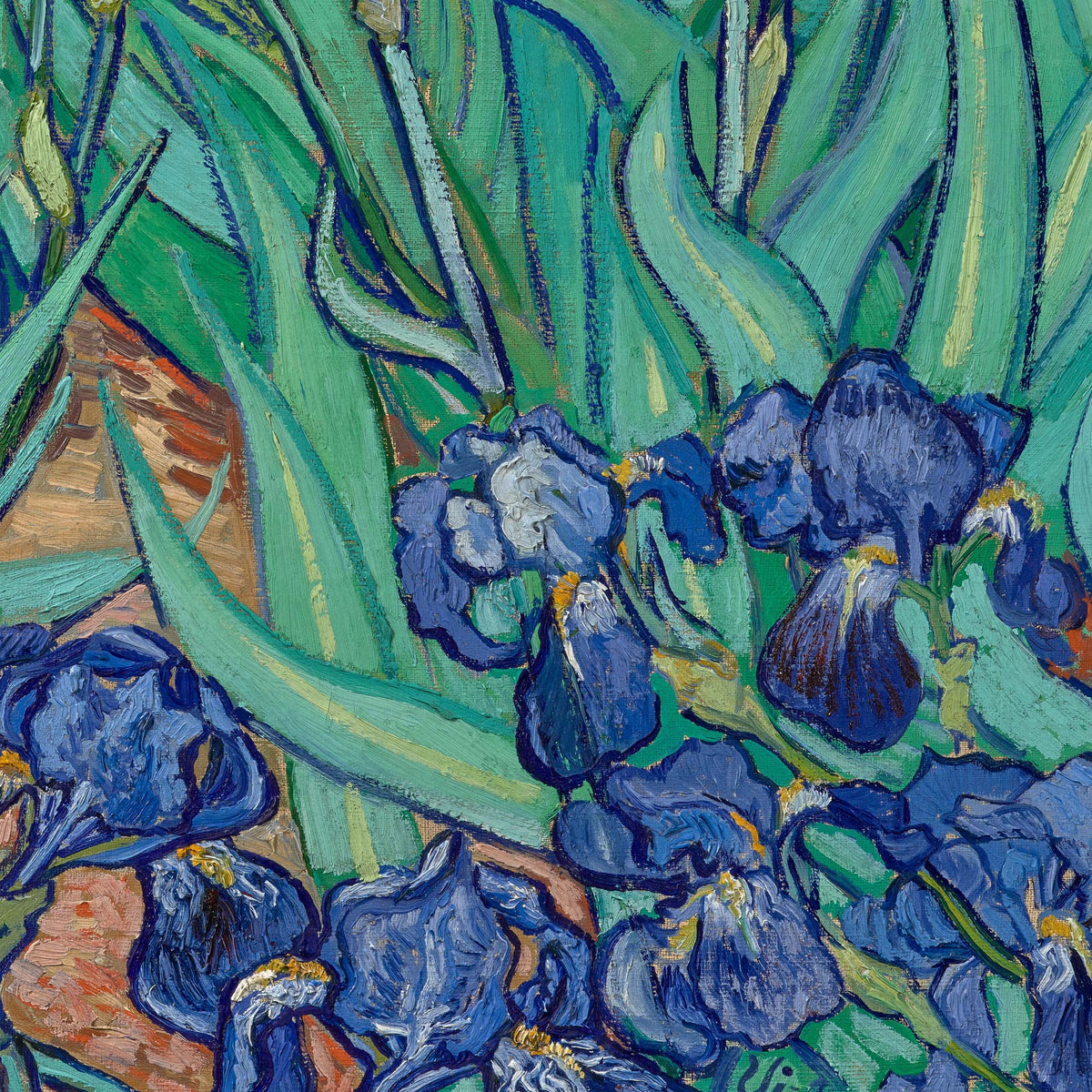 Sword-like green leaves and a blue-and-white iris bloom above terracotta soil — design detail from Van Gogh's Irises.