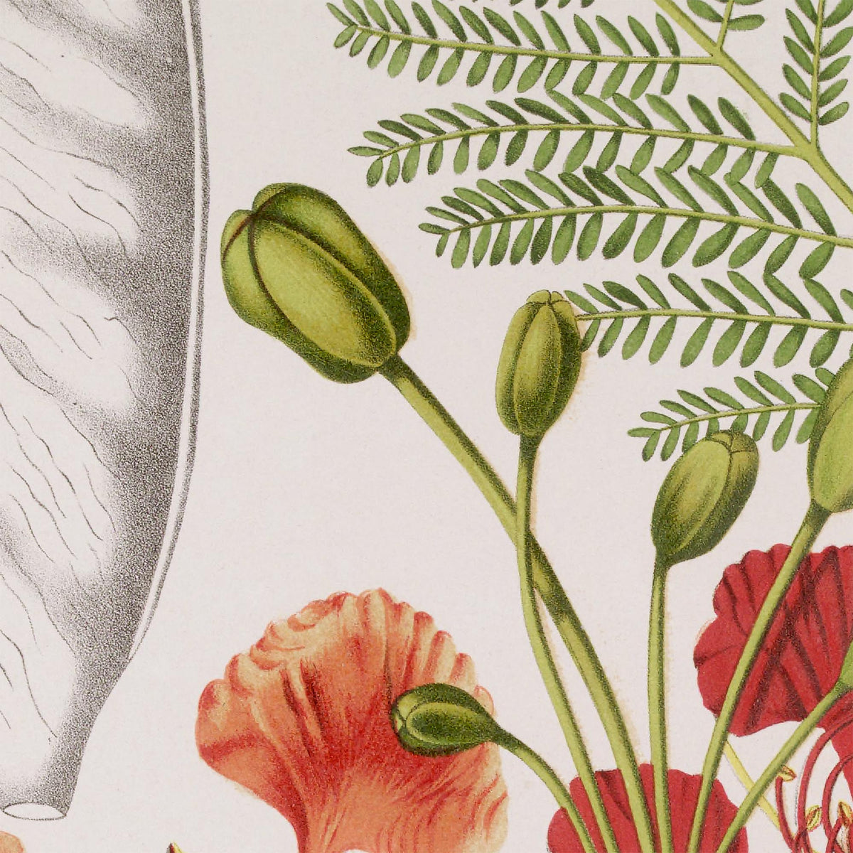 Detail of a black-and-white botanical study of the flame tree's long seed pod beside soft fern-like green foliage and rounded flower buds — from an 1880 Belgian chromolithograph of Poinciana regia.