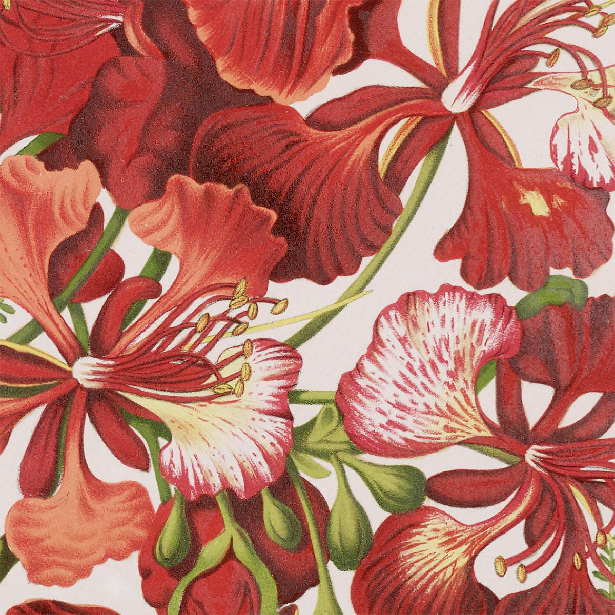 Detail of a dense cluster of flame tree blossoms in overlapping scarlet, crimson, and coral petals with white-striped throats and delicate yellow-tipped stamens — from an 1880 Belgian botanical chromolithograph.