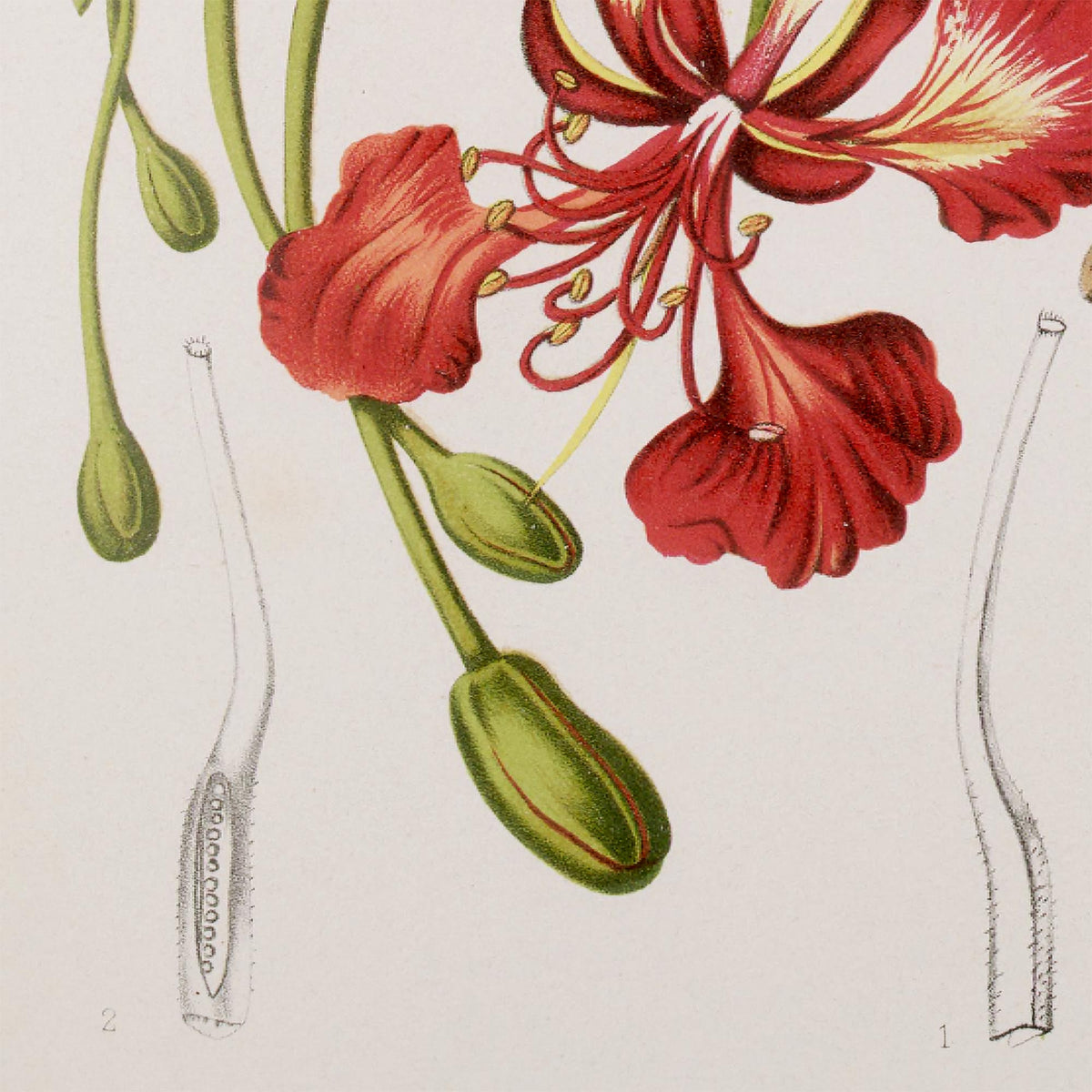 Detail of a single flame tree blossom with a dramatic yellow-and-crimson striped throat and dangling green flower buds on slender stems — from an 1880 Belgian botanical chromolithograph.