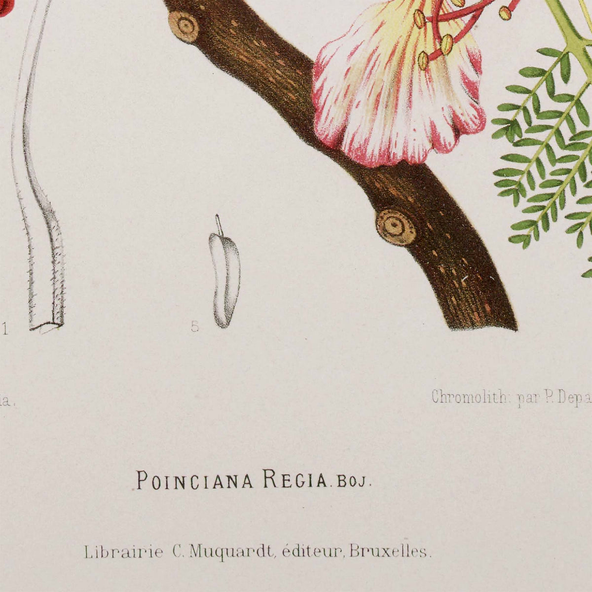 Detail of the flame tree's thick brown woody branch with a pink-and-white striped blossom perched at the joint, alongside fern-like foliage and the plant's Latin name Poinciana regia — from an 1880 Belgian botanical chromolithograph.