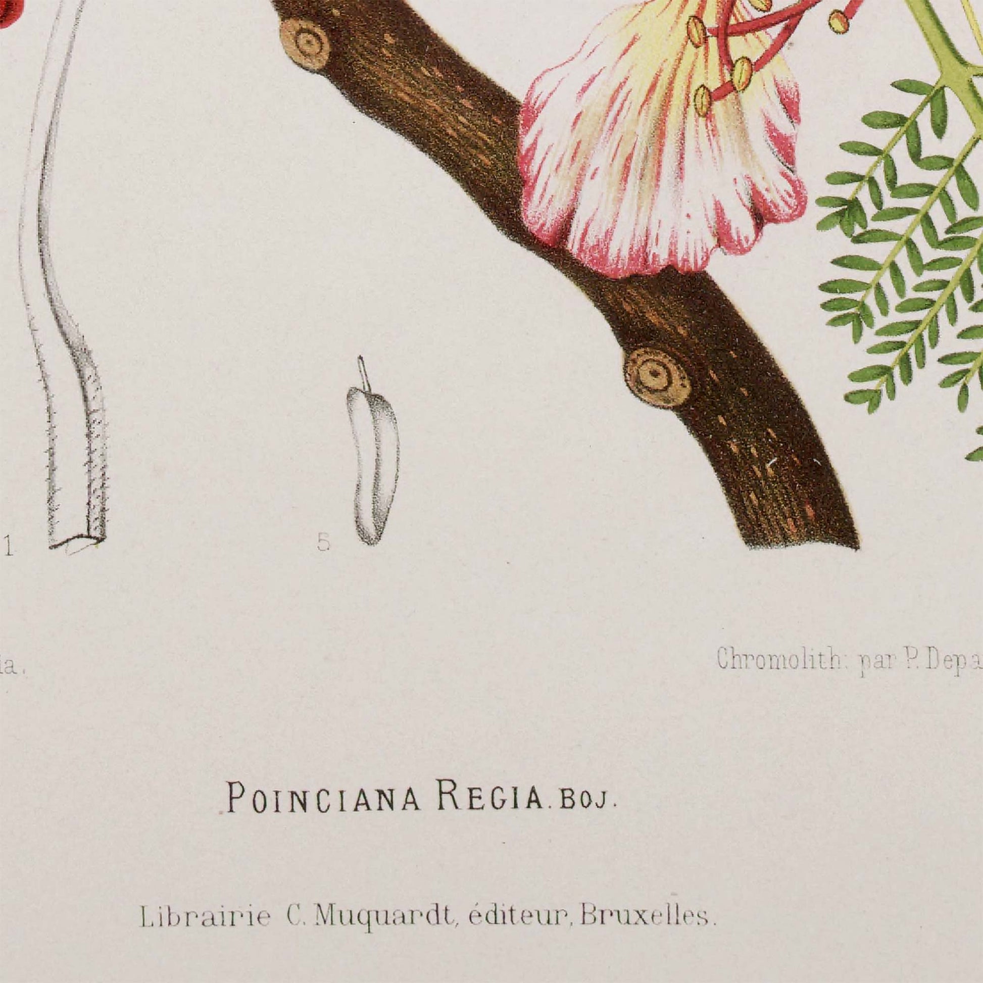 Detail of the flame tree's thick brown woody branch with a pink-and-white striped blossom perched at the joint, alongside fern-like foliage and the plant's Latin name Poinciana regia — from an 1880 Belgian botanical chromolithograph.
