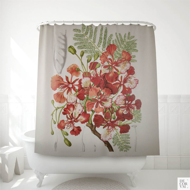 Red floral shower curtain hanging over a white clawfoot bathtub in a bright bathroom — an 1880 Belgian botanical print of the flame tree in scarlet, crimson, and coral bloom, by Decorvm.