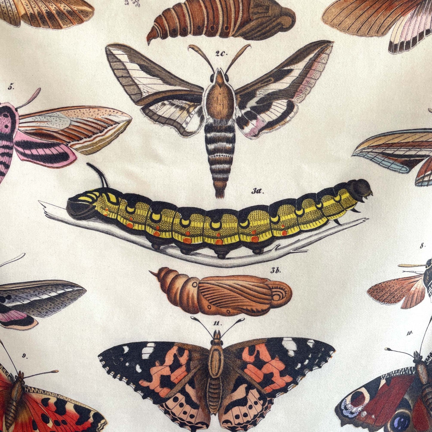 Close-up of a moth, caterpillar, and tortoiseshell butterfly — illustration detail from the 19th-century entomology plate.