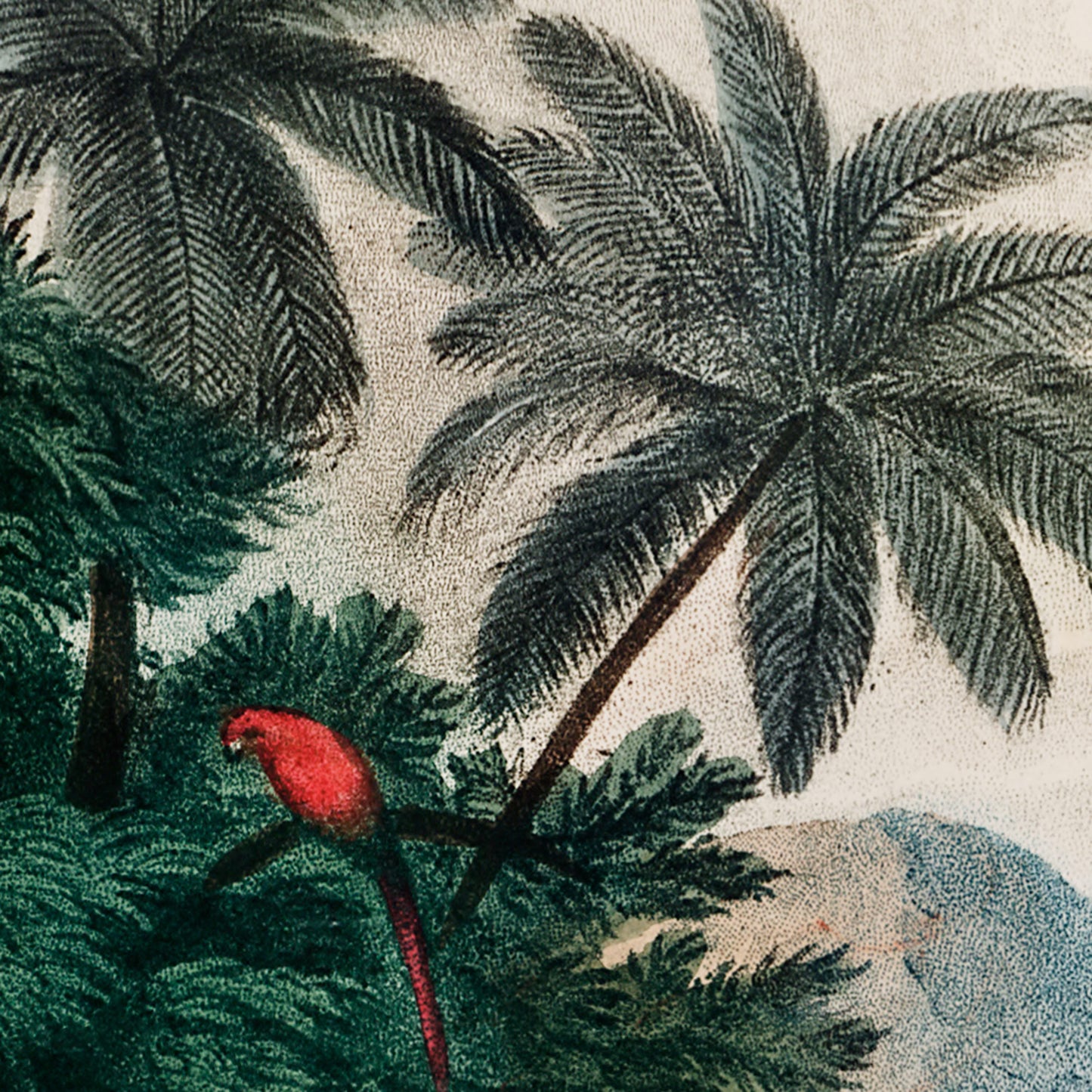 Red parrot among dark green palm fronds — illustration detail from the 19th-century tropical jungle scene.