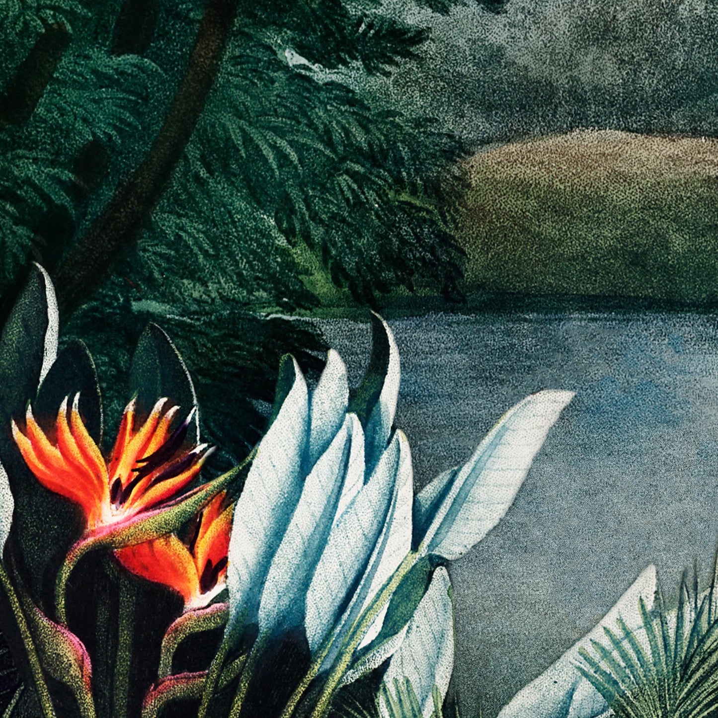 Bird of paradise blooms beside a blue river — illustration detail from the 19th-century tropical jungle scene.