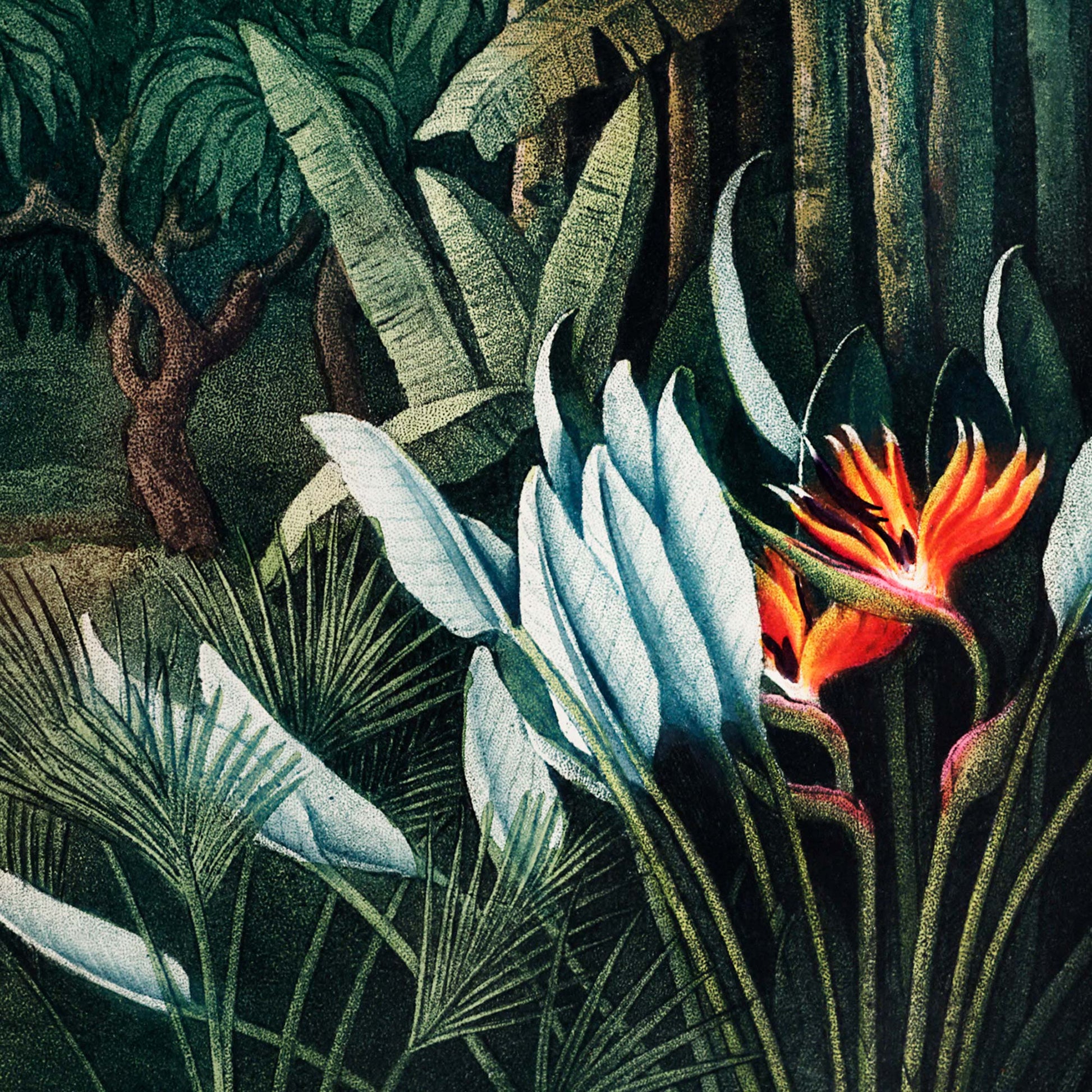 White and orange tropical flowers against dense green foliage — illustration detail from the 19th-century tropical jungle scene.