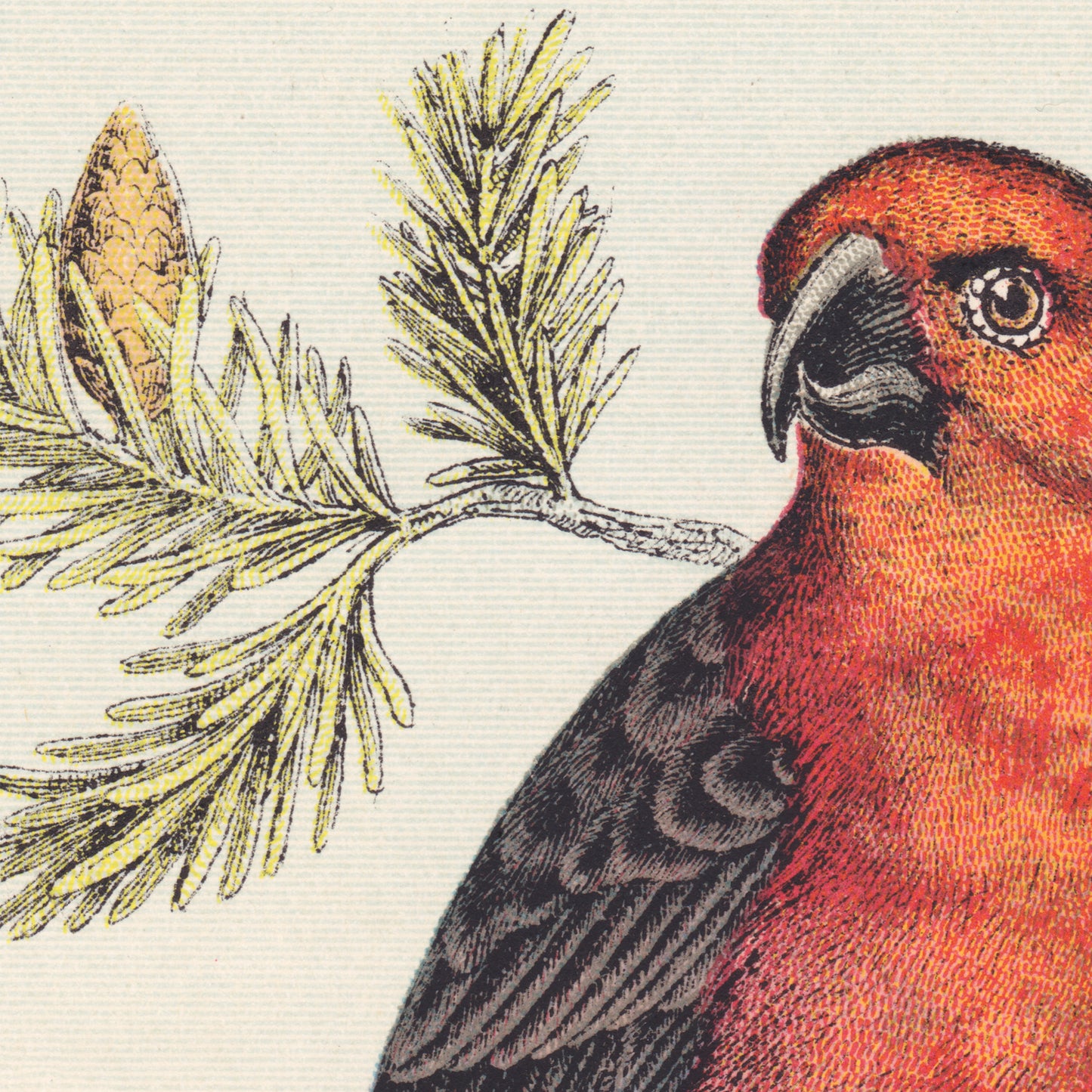Red bird beside a pine branch and pinecone — engraving detail from the 19th-century vintage finches natural history plate.