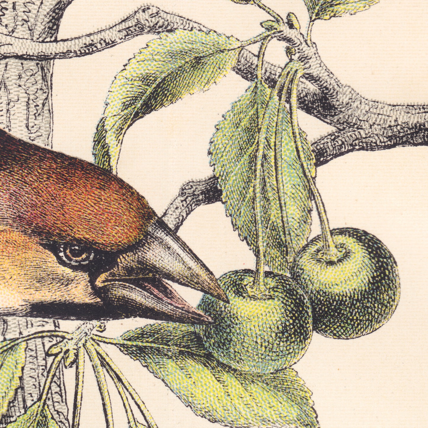 Brown finch reaching for green cherries — engraving detail from the 19th-century vintage finches natural history plate.