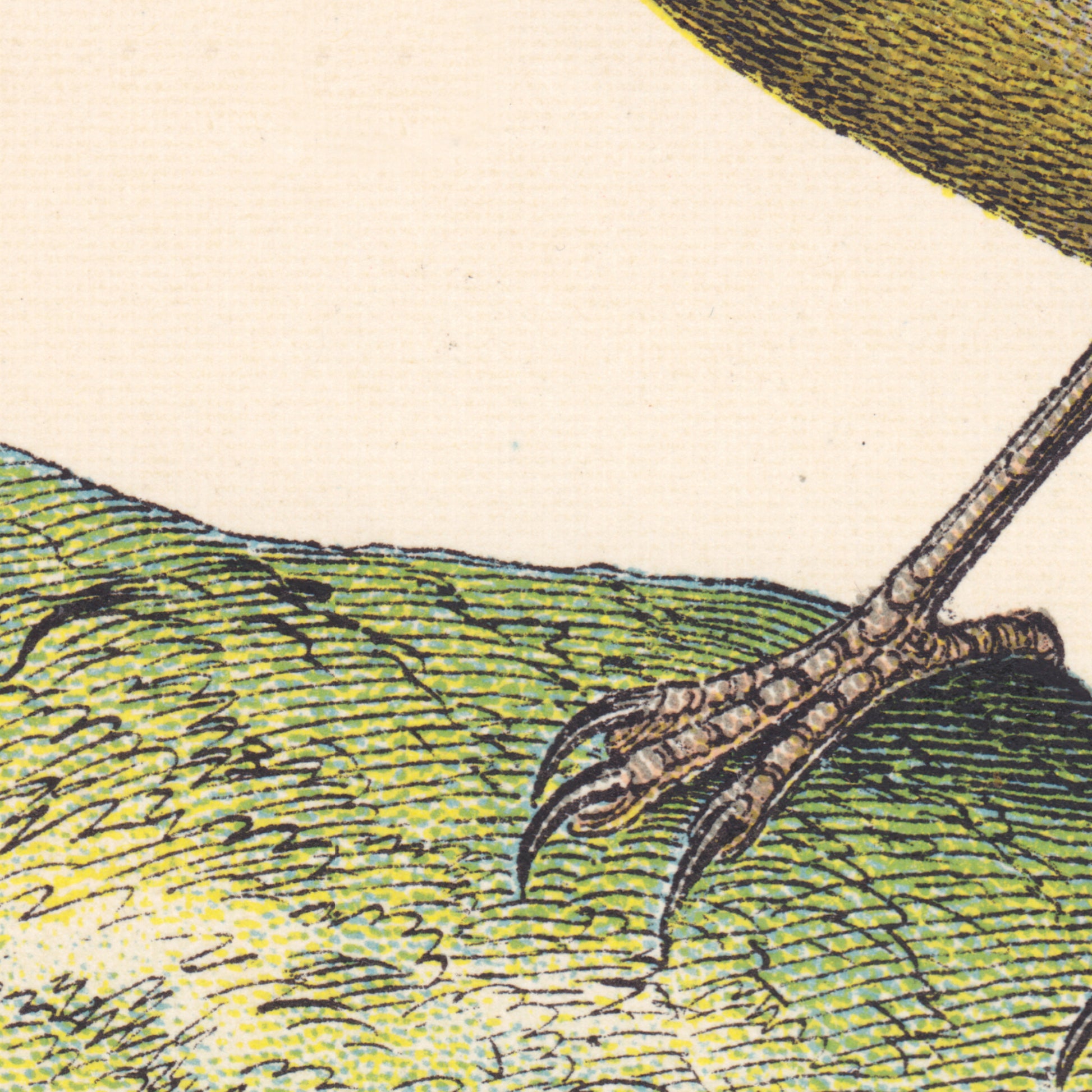 Songbird's claws resting on a small grassy mound — engraving detail from the 19th-century vintage finches natural history plate.