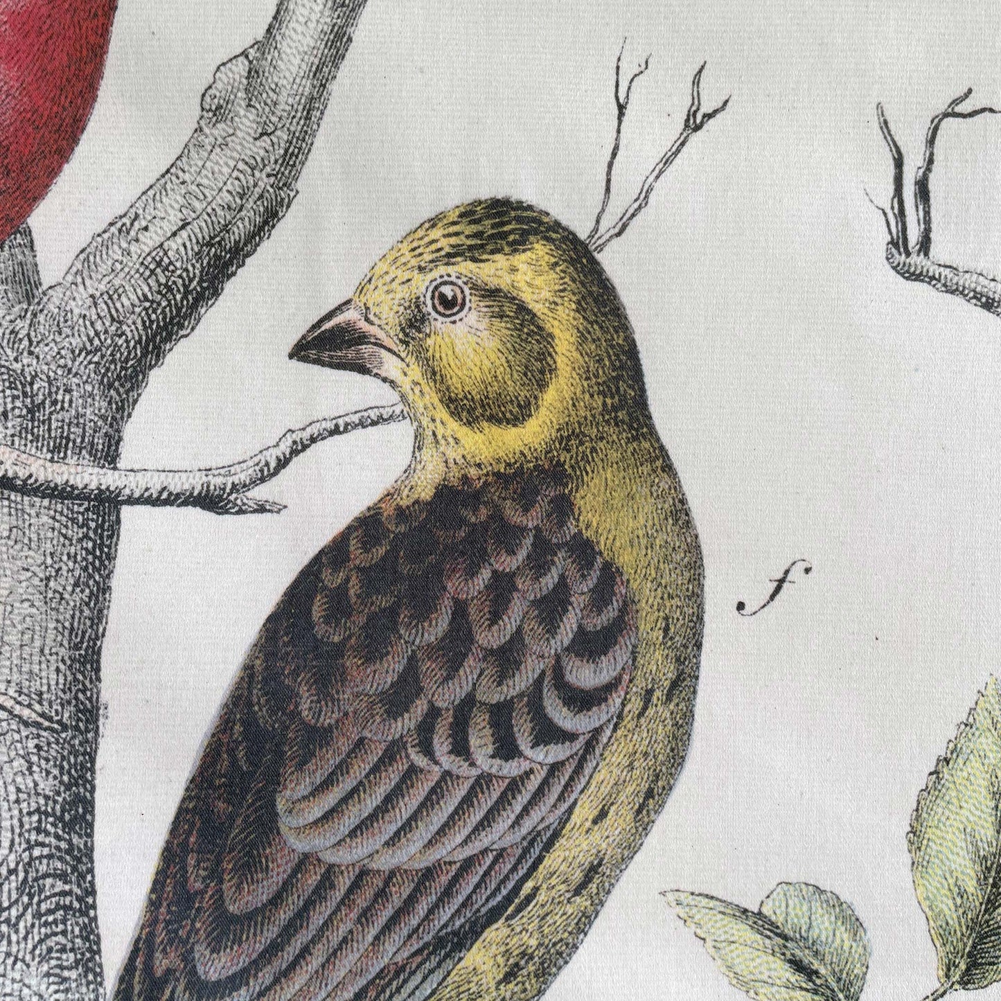 Close-up of a yellowish-green bird with patterned brown wings perched on a textured tree trunk — design detail from the 19th-century ornithology engraving.