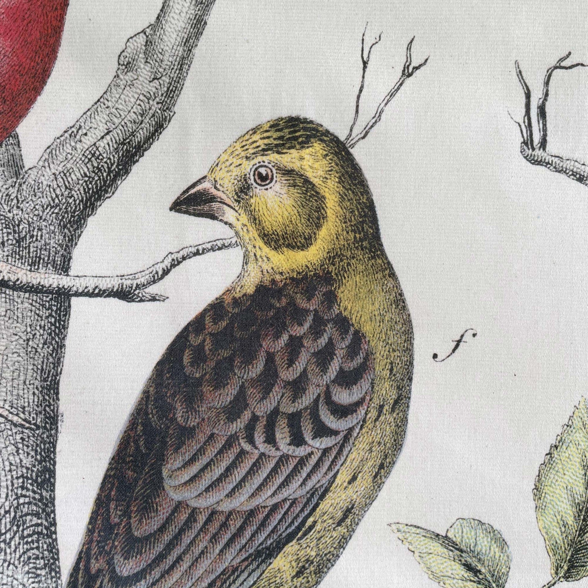 Close-up of a yellowish-green bird with patterned brown wings perched on a textured tree trunk — design detail from the 19th-century ornithology engraving.