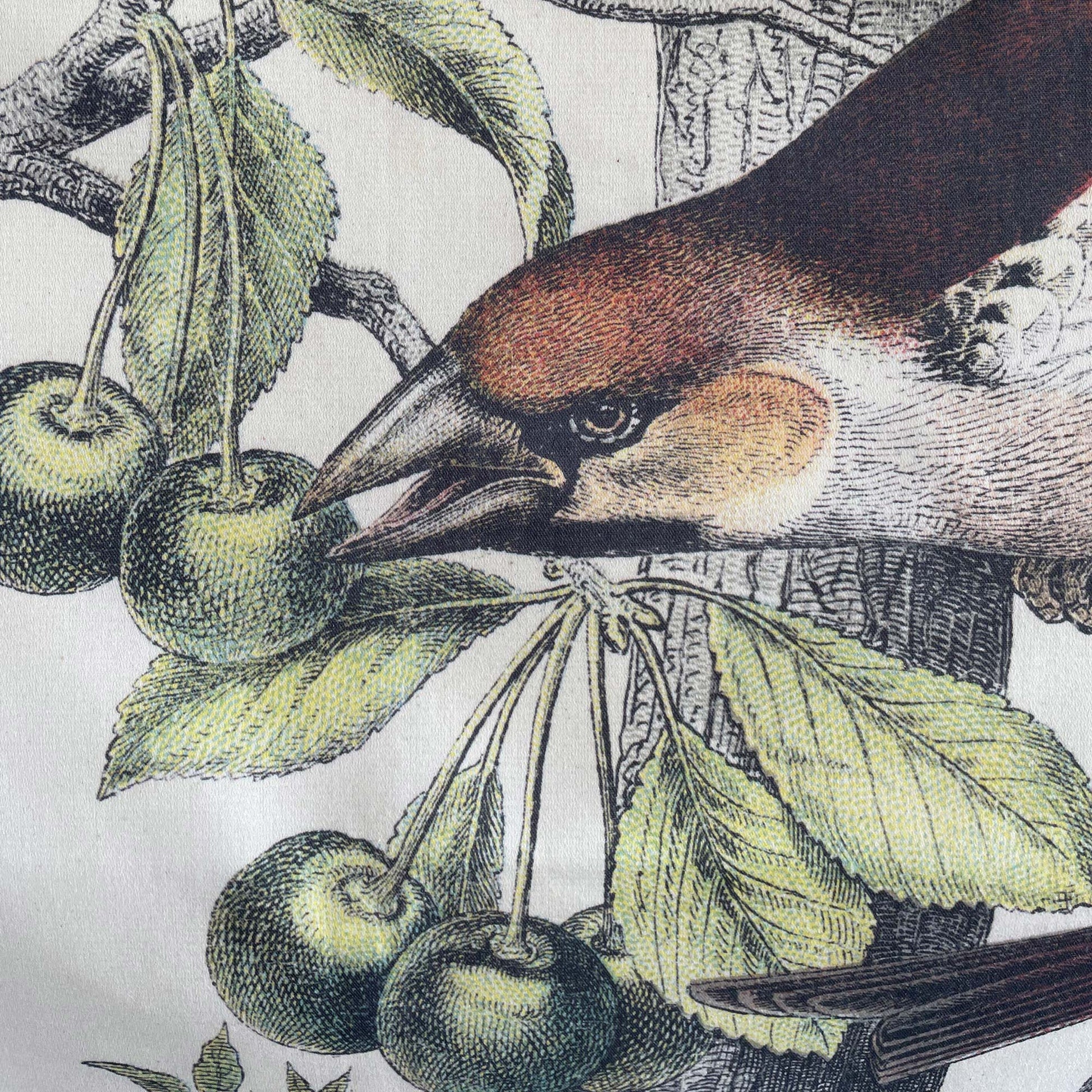Close-up of a brown and white bird with an open beak reaching for green cherries — design detail from the 19th-century ornithology engraving.