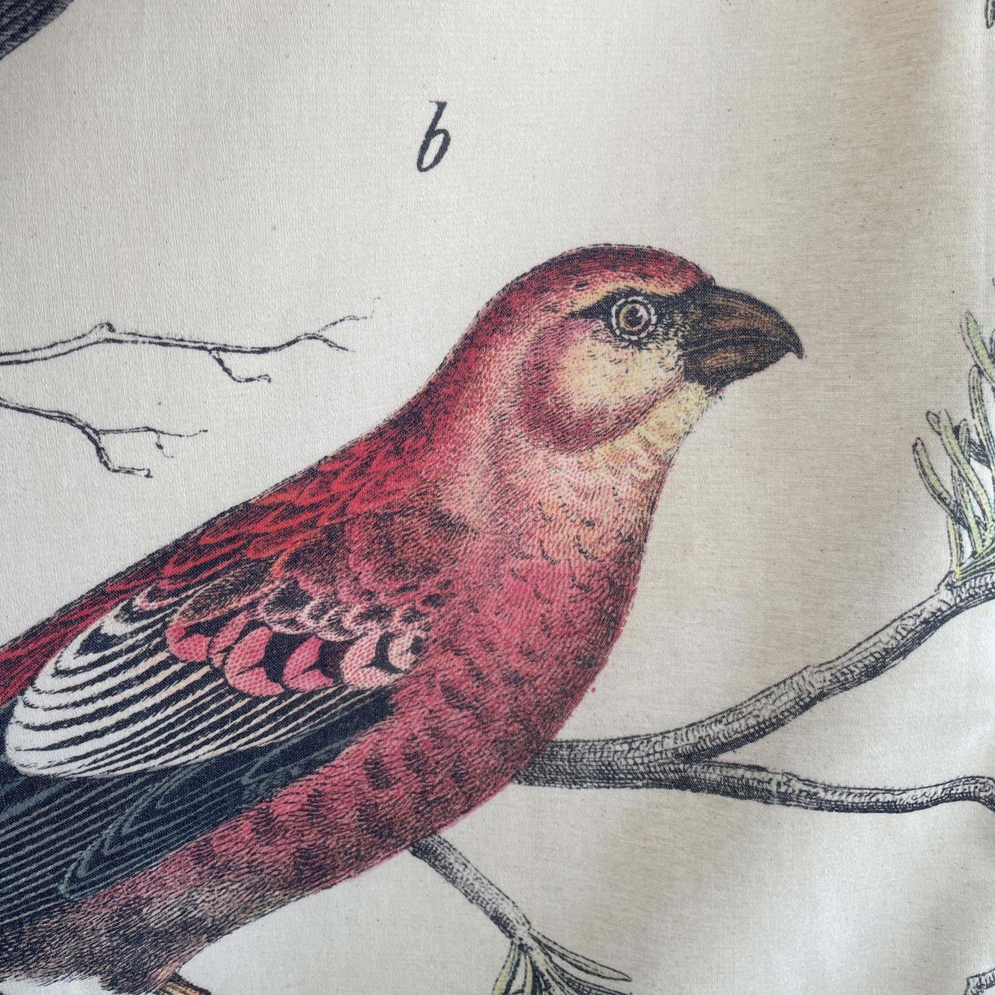 Close-up of a rose-red bird resting on a delicate branch — design detail showing rich textured linework from the 19th-century ornithology engraving.