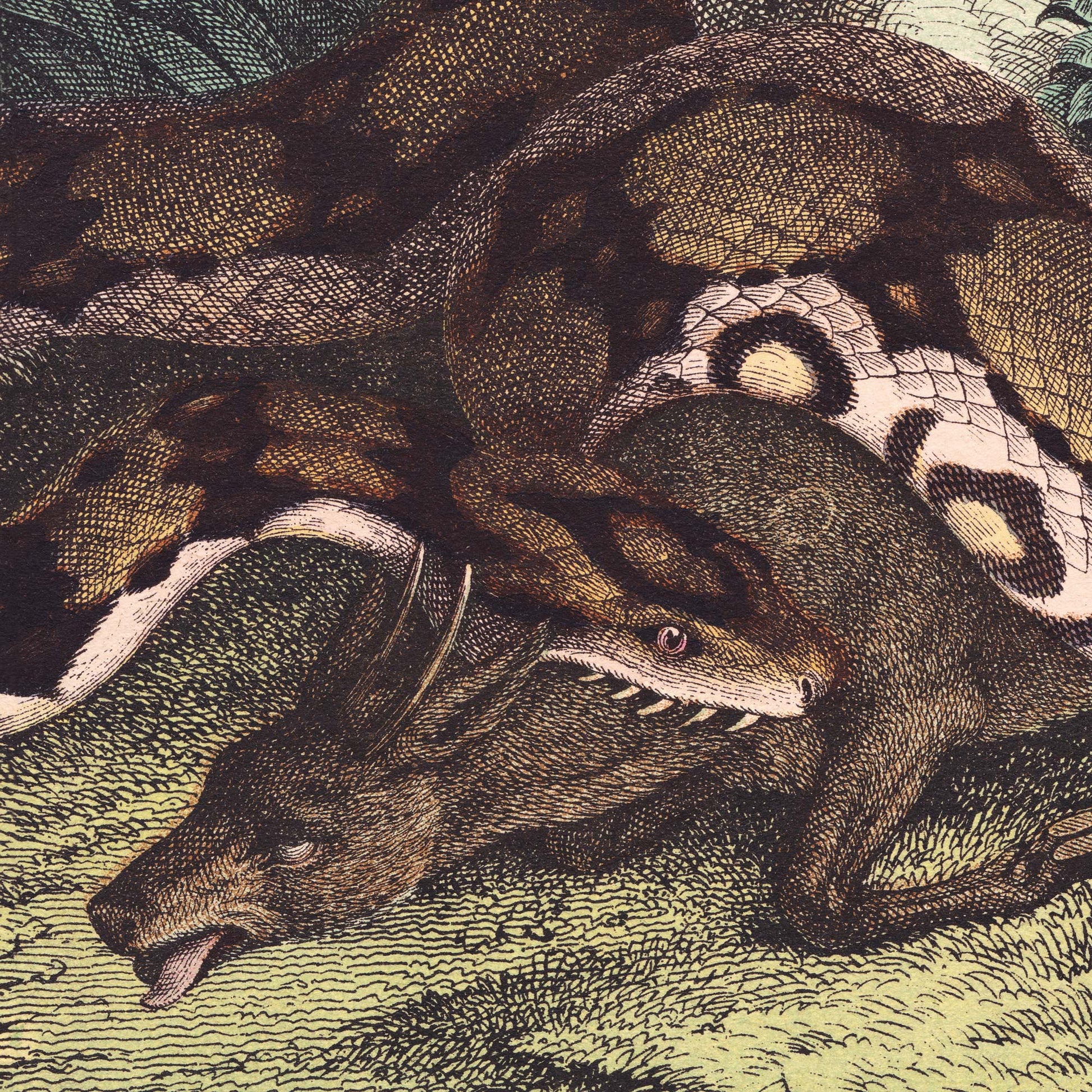 Detail of a coiled python constricting a wild boar in dense undergrowth, its patterned scales rendered in fine ink — from a vintage 19th-century natural history snake engraving.