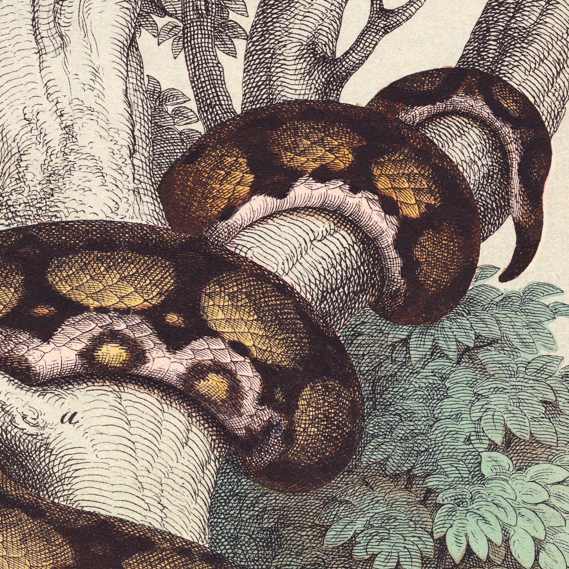 Detail of a python's coiled body wound between tree trunks, its diamond-patterned scales in sepia, ochre, and rose tones — from a vintage 19th-century natural history snake engraving.