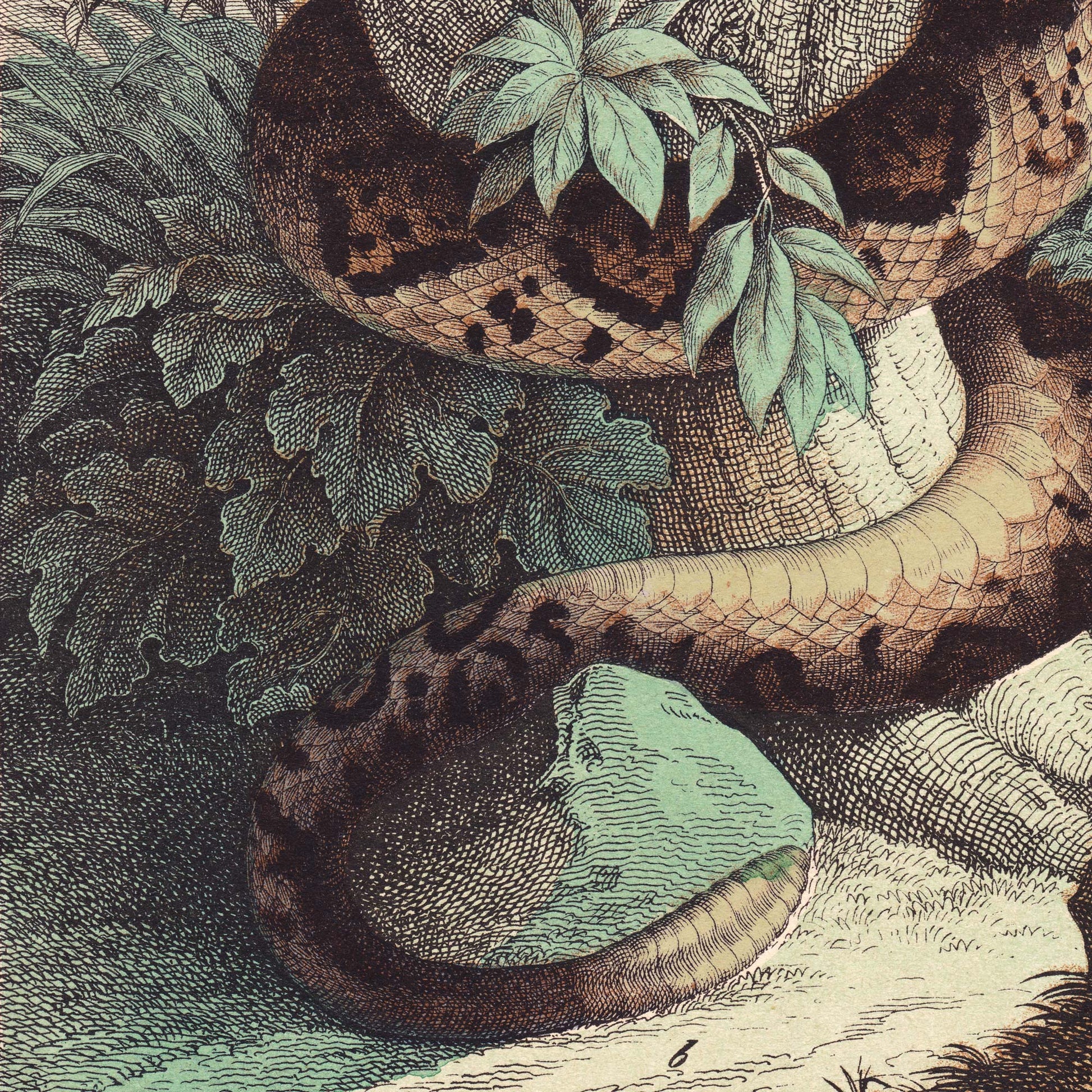 Detail of a python's patterned coils threading through leafy tropical undergrowth in muted olive greens and warm sepia tones — from a vintage 19th-century natural history snake engraving.