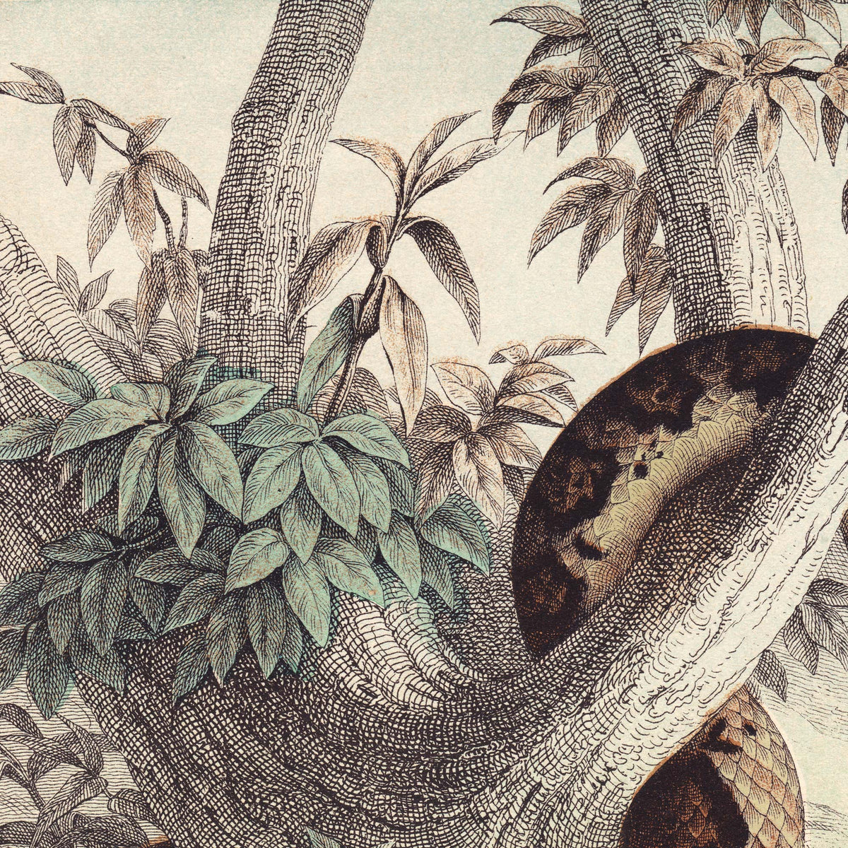 Detail of the tropical setting with slender tree trunks, hanging leafy vines, and a python's scaled body winding through the composition — from a vintage 19th-century natural history snake engraving.