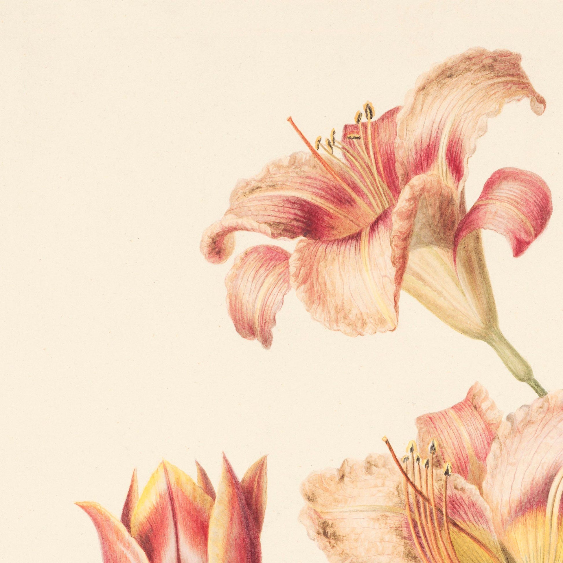 Detail of a peach-pink daylily with softly curling petals and slender stamens, painted on aged cream paper — from a vintage 1820s Dutch botanical watercolor.