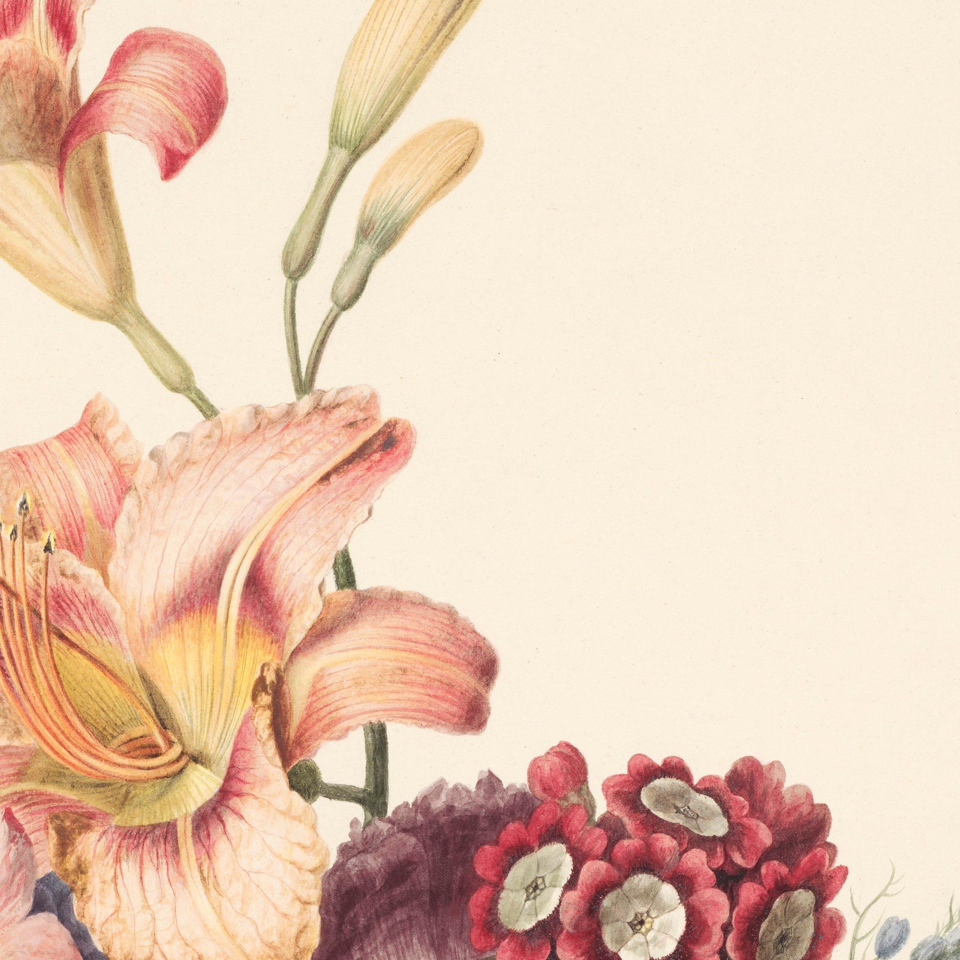 Detail of a pink and yellow lily throat rising alongside unopened lily buds and a cluster of dark red primroses — from a vintage 1820s Dutch botanical watercolor.