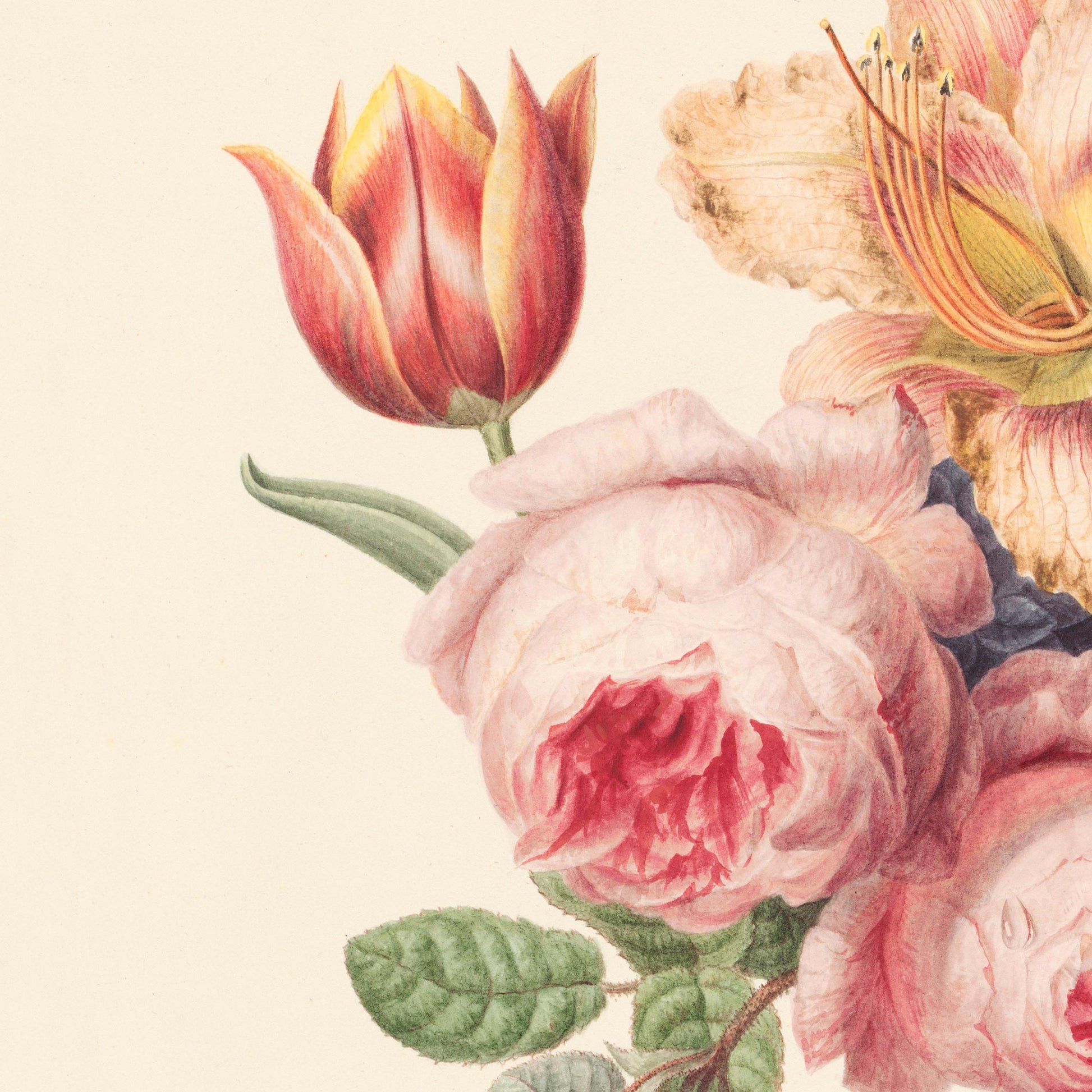 Detail of a red and yellow parrot tulip beside a full pink cabbage rose with soft ruffled petals — from a vintage 1820s Dutch botanical watercolor.