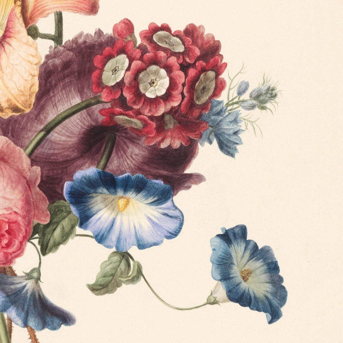 Detail of a cluster of dark red primroses with silver eyes above a pair of blue morning glories and delicate blue delphinium sprigs — from a vintage 1820s Dutch botanical watercolor.